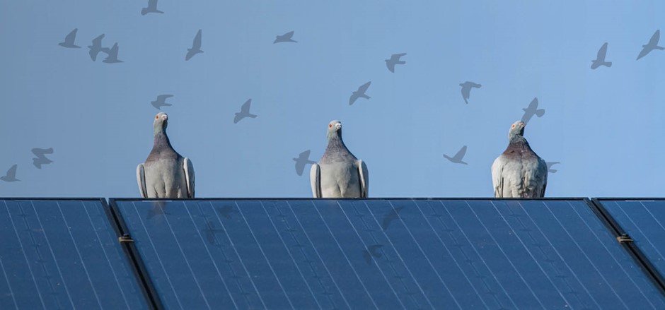 eu-rentokil-Roof pigeons