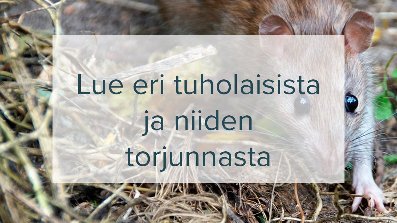 lue eri tuholaisista
